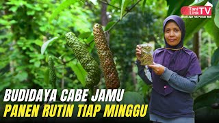 Budidaya Cabe Jawa (Cabe Jamu) Perawatan Mudah, Sekali Tanam Bisa Panen Terus