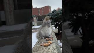 ナッツを食べるリス。お腹に赤ちゃんがいます。