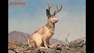 The Truth About Jackalopes (A Cryptozoology Report)