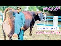 Khokher Dairy Farm | Top jersey Cow | Australian friesian | Jersey Cholistani Cow | pk janwar mandi