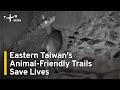 Eastern Taiwan's Animal-Friendly Trails Save Lives | TaiwanPlus