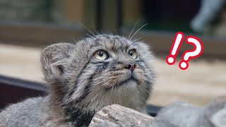 次は人間観察にゃ!【コマヌルSeason 2】PART47　マヌルネコの子猫@那須どうぶつ王国 Pallas’s Cat  kitten💕