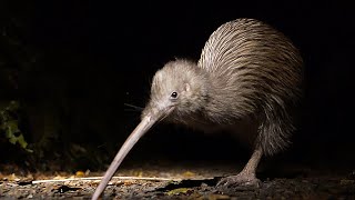 The Rare New Zealand KIWI Bird on Stewart Island !!!