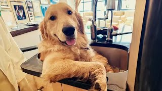 100% Funny Golden Retrievers Dog s will make you laugh your HEAD OF 😂