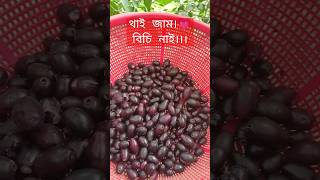 Seedless Thai Blackberry #blackberry #জাম #ফলমূল #viral