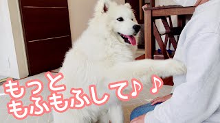 撫でるのをやめると怒ってしまう可愛いサモエド samoyed