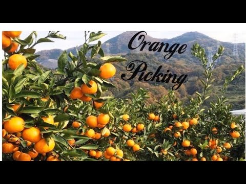 Orange Picking Youtube