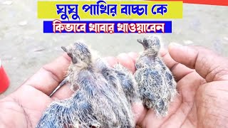 ঘুঘু পাখির বাচ্চা কে কিভাবে খাবার খাওয়াবেন | How To Feed Baby Dove | ঘুঘু পাখি পালন পদ্ধতি |