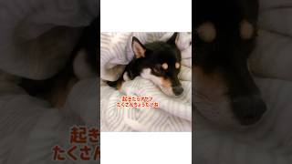 【今日の柴昼寝】毎日のお昼寝をお届けするよ😴寝てる姿はやっぱり天使ちゃん👼　#柴犬 #柴犬のいる暮らし #寝顔 #天使 #お昼寝 #癒し #かわいい #short