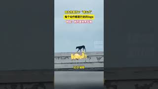 网友惊喜拍下“哮天犬” 每个动作都是行走的logo  网友：绝对是狗界名模#动物的迷惑行为  #动物成精系列