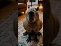 capybara sitting on a rug capybara rug indoor cozy relax chill pet home cute