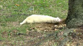 フェレット雪ちゃんの公園自由散歩　2014年7月5日