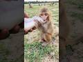 cute baby drinking milk 🍼🍼🍼🐵🐵🐵#bandar #monkeyvideo #monkey 01257