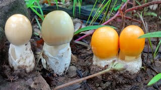 เก็บเห็ดระโงกขาว เห็ดระโงกเหลืองดอกสวยๆบนภูเขาสูงมาก..picking white \u0026 yellow mushrooms