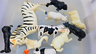 Zoo Adventure for Kids! Meet the Zebra, Duck, and Cow بچوں کے لیے زو ایڈونچر زیبرا اور گائے سے ملو