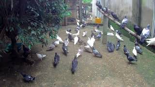 Does the current dove/pigeon farming model make a profit?