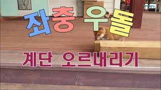 마을이장의 시바견(시바이누, シバイヌ, 柴犬, shiba inu) 성장일기 1탄 계단오르내리기