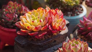 Succulent plants are easy to get out of the state, 0 spend money, Succulent plants good to control