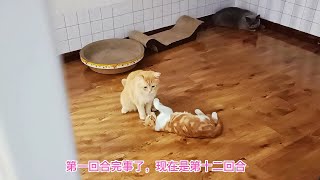 捡来小橘猫又来挑逗大猫，被无视它深感无聊，气哄哄去找猫哥打架