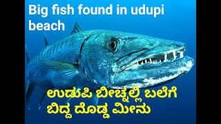 BIG FISH FOUND IN UDUPI BEACH