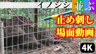 【止め刺し動画】キレイに並ぶイノシシ×４【有害鳥獣駆除】4K UHD