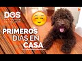 EDUCAR A UN CACHORRO 🐶🏡 | Primeros días en su nueva casa 📝