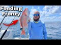 The Fish Are Hungry | Red Snapper Offshore Fishing