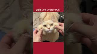 A Beautiful Star Cat／元野良ボス猫ニャーゴ