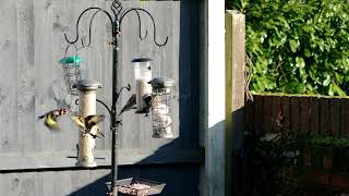 Various Garden Birds Norfolk Feeder. Video \u0026 Pictures