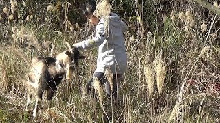 四万十川のハイジが連れていたヤギのチャチャが天国に