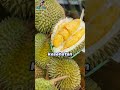 tahukah kamu. fakta manfaat durian untuk kesehatan