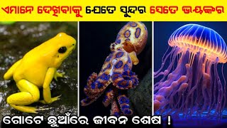 ଦୁନିଆର ୫ଟି ସବୁଠାରୁ ସୁନ୍ଦର ଏବଂ ବିଷାକ୍ତ ଜୀବ |Top 5 Most Beautiful And Poisonous Creatures In The World