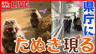 【バズニュースまとめ】 “たぬき”の可愛い親子が県庁に出没！一体どこから？/ 九州説か近畿説か「邪馬台国」論争は…など　ニュースライブ（日テレNEWS LIVE）