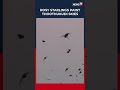 Sky Spectacle: Rosy Starlings Paint Thoothukudi Skies in Stunning Formations | Tamil Nadu | N18S