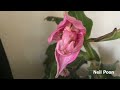 medinilla magnifica flowering time lapse