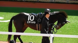 エタリオウ、ゆきやなぎ賞のパドック。現地映像、阪神競馬場