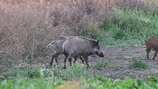 Widzieliście kiedyś dzicze zapasy 🐗🐗Jeśli nie to zobaczcie 🙂🐗🐗