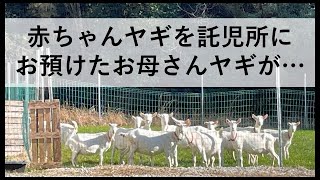 【愛知ヤギ農場】赤ちゃんヤギを託児所にお預けたお母さんヤギが・・・もう帰りたいメェー！