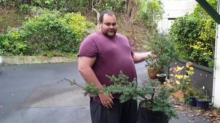 Trunk Chopping a Totara and Wiring a Juniper (Pre-Bonsai)