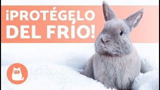 CUIDADOS de un CONEJO en INVIERNO 🐰❄️ ¡Evita que pase frío!