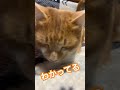 わかってる コスプレ 例のプール kawaii cat ねこのまんま ねこ好きさんと繋がりたい 猫のいる暮らし 猫のいる生活 保護猫