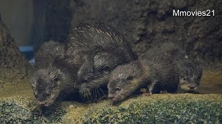 Small-clawed otter Babies~コツメカワウソの赤ちゃん公開始まる