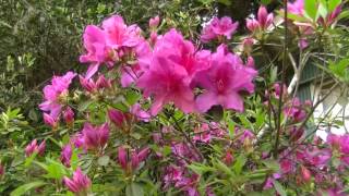 ９回和気神社藤まつり⑥　2012.4.27　和気湯→妙見