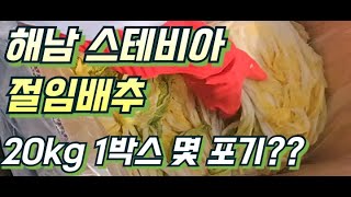 [스테비아]해남절임배추? 몇포기? 가격은?