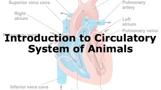 Introduction to Circulatory System of Animals