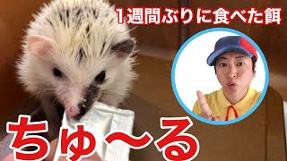 【ハリネズミ】 1週間餌を食べなかったハリネズミが食べたもの