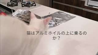 猫はアルミホイルが苦手らしいので本当に苦手なのか検証してみた！