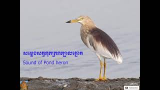 សម្លេងកុកក្រកក្បាលត្នោត​ច្បាស់ល្អ (30នាទី) / Good sound of pond heron (30 minutes)