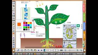 生物線上教室　康軒版　上冊4-2植物體內物質的運輸