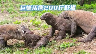 200斤大野猪在惨叫中被活活撕碎，20只鬣狗包围雄狮，结果惨了#動物世界 #獅子 #鬣狗 #狮子 #野猪#科莫多巨蜥